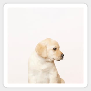 Labby the Labrador Dog Sticker